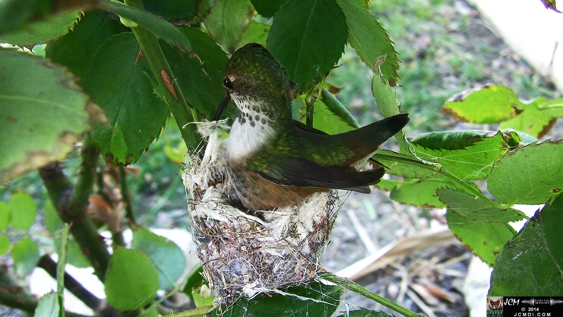 Allen's Hummingbird female in nest 